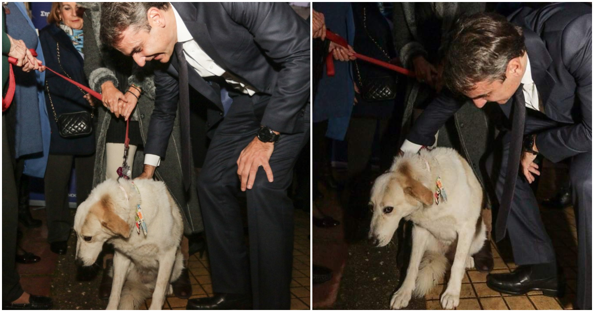 ΑΚΚΕΛ: «Εξαφανίζει τις ελληνικές ράτσες σκύλων μέσω υποχρεωτικής στείρωσης για εισαγωγή ξένων»