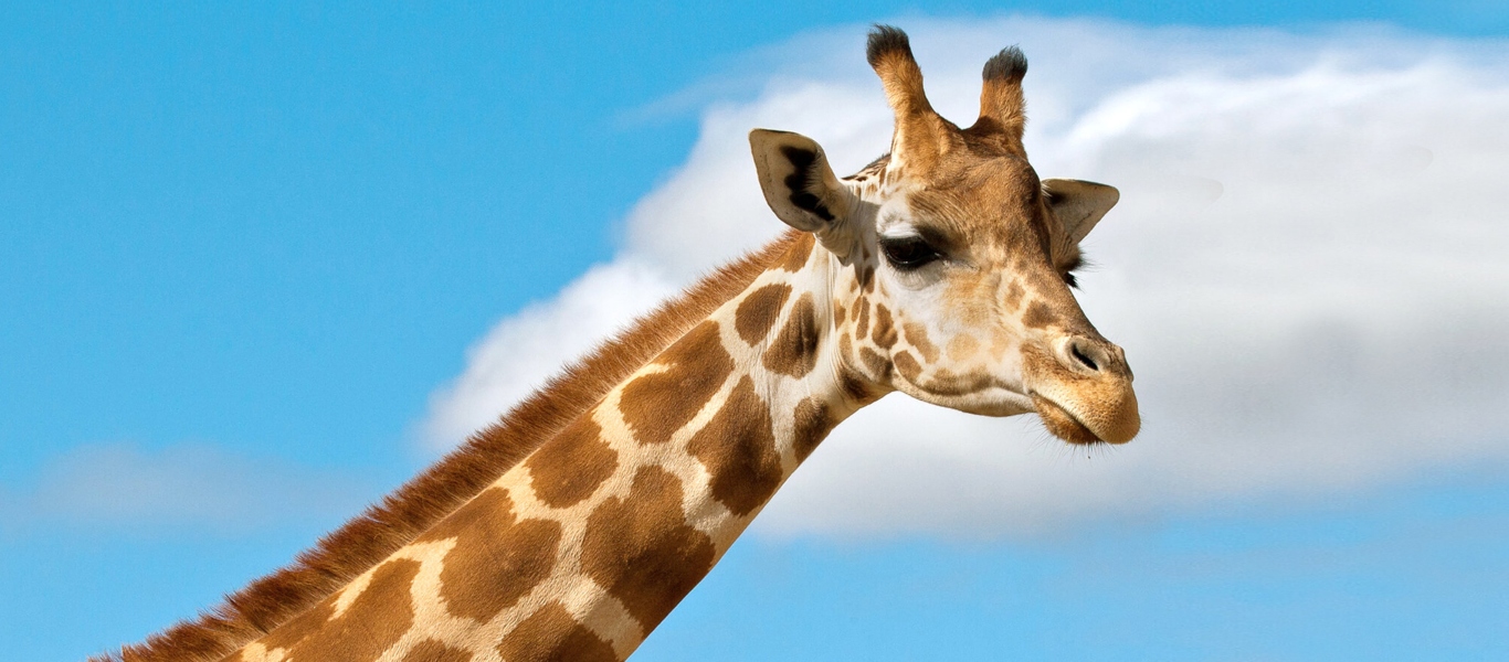 Κάμερα κατέγραψε τρομερό στιγμιότυπο – Σπάνια καμηλοπάρδαλη φέρνει στον κόσμο το μωρό της (βίντεο)