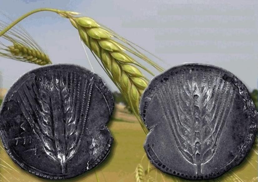 Ζέα ή Ζειά: Το αρχαιότερο δημητριακό και βασικό συστατικό της διατροφής των αρχαίων