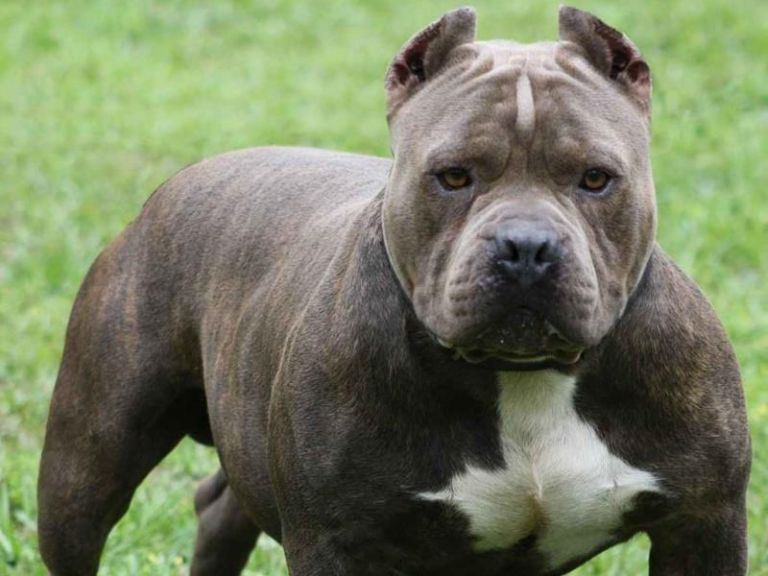 Πιτ μπουλ επιτέθηκε σε 35χρονη που το υιοθέτησε – Τηw έκοψε τη μύτη και το στόμα (φωτο)