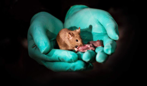 Σπουδαίο επίτευγμα: Επιστήμονες στο Ισραήλ μεγάλωσαν έμβρυα ποντικών μέσα σε τεχνητή μήτρα