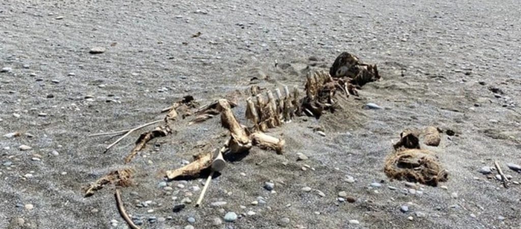 Κρήτη: Σκελετός μήκους τριών μέτρων ξεβράστηκε σε παραλία (φώτο)