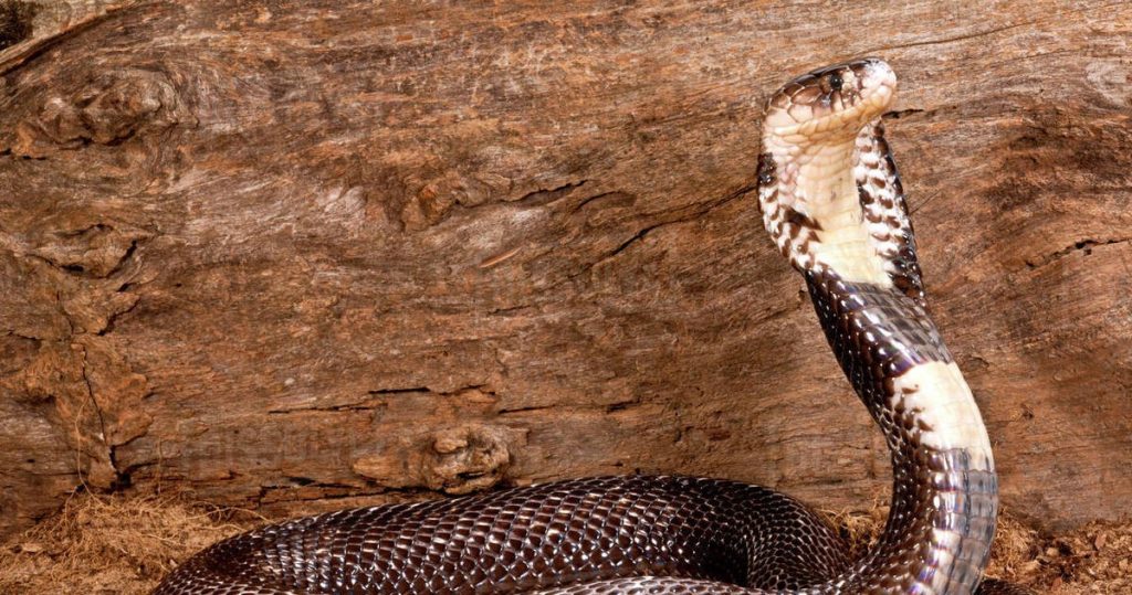 Ποιο είναι το είδος της κόμπρας που δάγκωσε τον άτυχο 25χρονο (βίντεο)