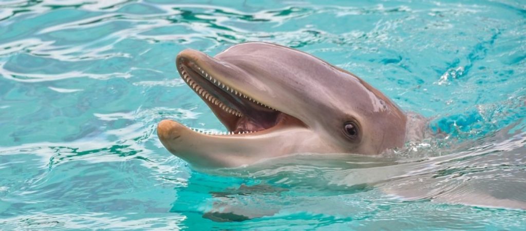 Λουτράκι: Δελφίνια κολυμπούσαν κοντά στην ακτή – Τι συνέβη (βίντεο)