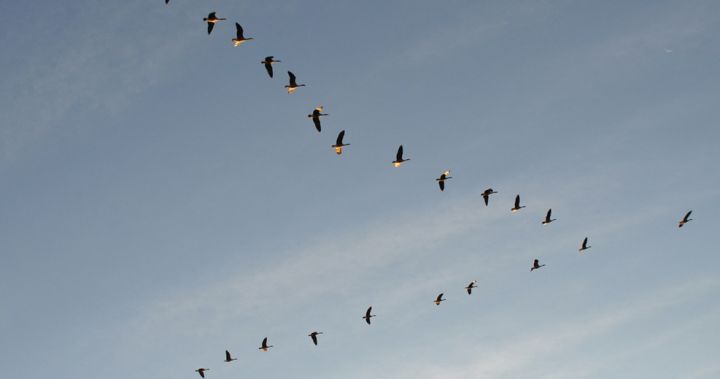 Έχετε αναρωτηθεί; – Γιατί τα πουλιά πετούν σε σχηματισμό V;