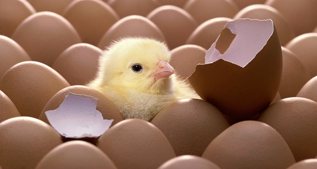 Η κότα έκανε το αυγό ή το αυγό την κότα; – Επιστήμονας λύνει το γρίφο