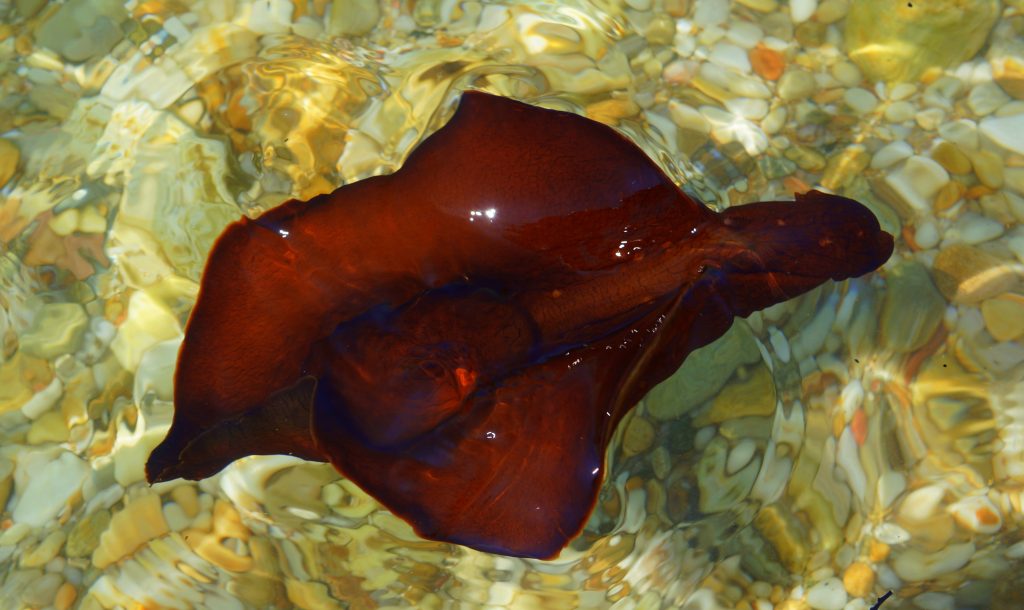 Λαγοί της θάλασσας: Tα πιο περίεργα πλάσματα που υπάρχουν στον Ειρηνικό Ωκεανό (βίντεο)