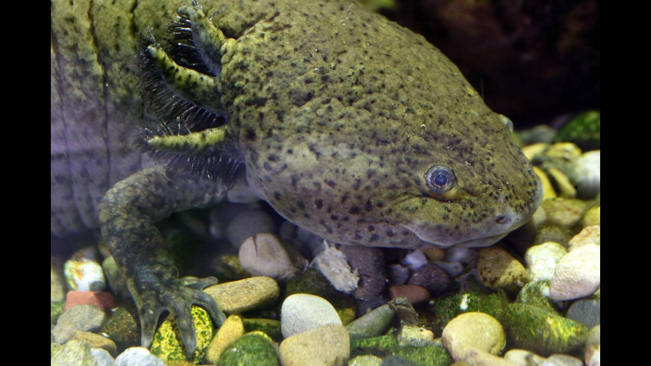 Το παράξενο αμφίβιο που αναπλάθεται όταν τραυματίζεται και η σπάνια αξία του για το ανθρώπινο είδος (φωτο)