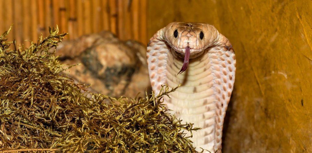 Δάγκωμα κόμπρας: Σημάδια βελτίωσης παρουσιάζει ο 30χρονος – Το αντίδοτο που του χορηγήθηκε (βίντεο)