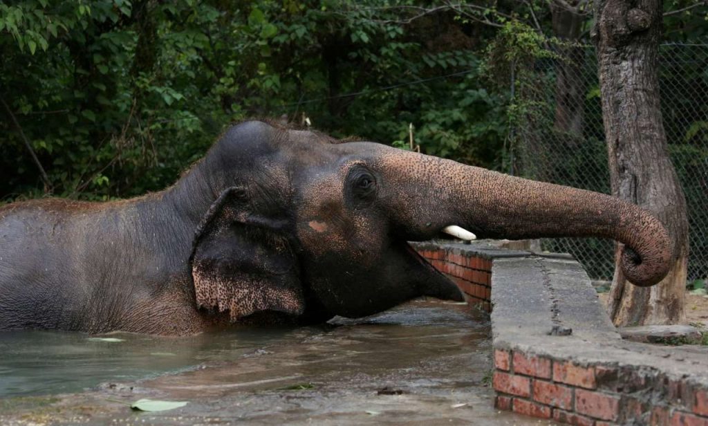 Άνδρας μπήκε με την κόρη του σε κλουβί ελέφαντα και αυτός… εξαγριώθηκε – Παραλίγο να πατήσει το παιδί (βίντεο)