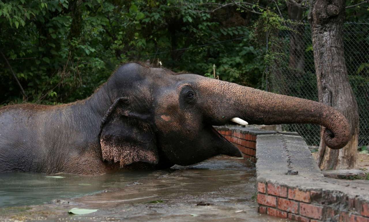 Άνδρας μπήκε με την κόρη του σε κλουβί ελέφαντα και αυτός… εξαγριώθηκε – Παραλίγο να πατήσει το παιδί (βίντεο)