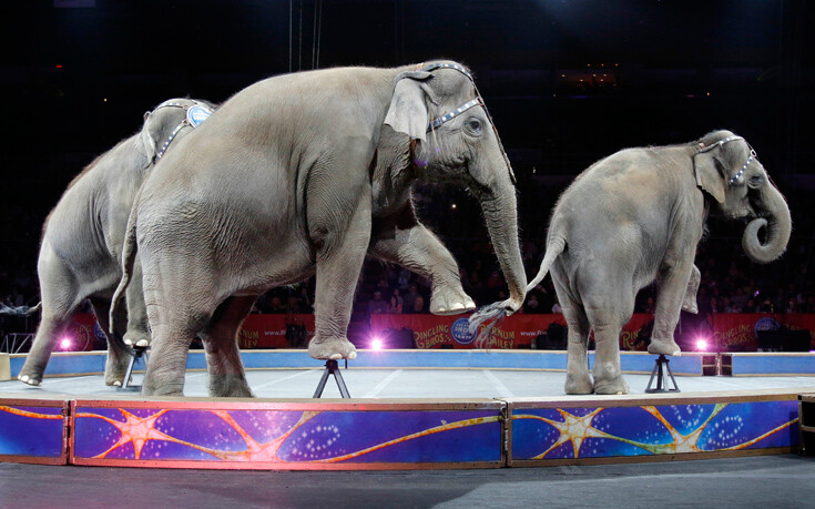 «Πανικός» στη Ρωσία: Ελέφαντες στο τσίρκο «τρελάθηκαν» και άρχισαν να… μονομαχούν (βίντεο)