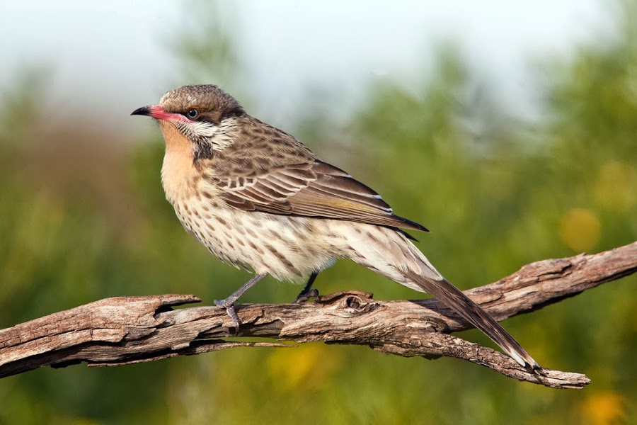 Μελιφαγίδες: Τα εξωτικά πουλιά που τείνουν να εξαφανιστούν – Αυτός είναι ο λόγος