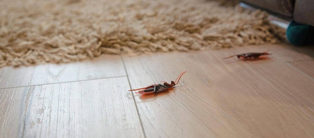 Ο απλός τρόπος για να αποχαιρετίσετε τις κατσαρίδες από το σπίτι σας
