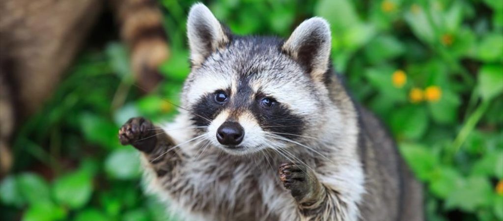 Ρακούν εισέβαλε σε σπίτι και αποφάσισε να κοιμηθεί μέσα στο πλυντήριο πιάτων (φώτο)