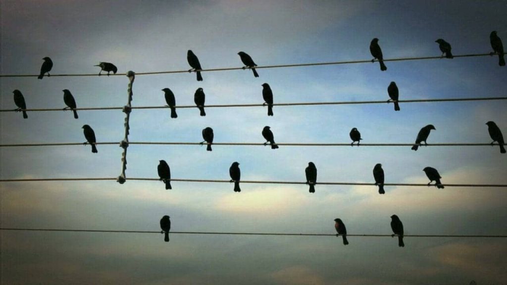 Αυτός είναι ο λόγος που τα πουλιά που κάθονται στα καλώδια κοιτάζουν προς την ίδια κατεύθυνση