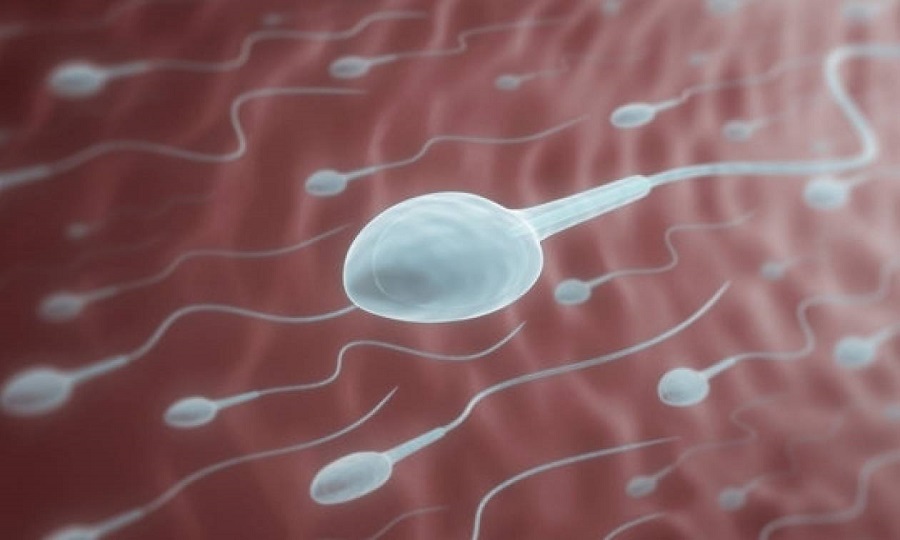 Νέα μελέτη αποκαλύπτει πως το σπέρμα «θυμάται» και μεταδίδει πληροφορίες στο έμβρυο