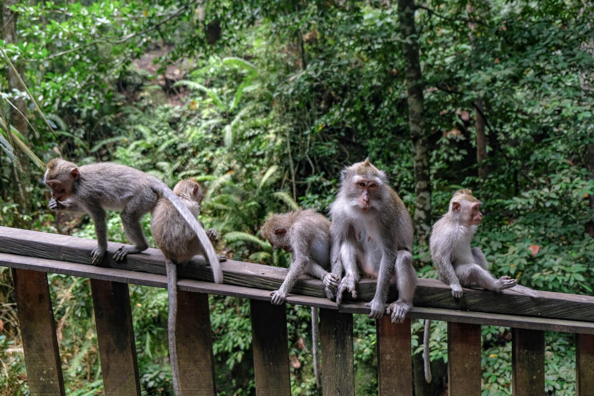 Μαϊμούδες ταξίδεψαν από την Αφρική στον Αμαζόνιο πριν 34 εκατ. χρόνια – Πως το κατάφεραν;