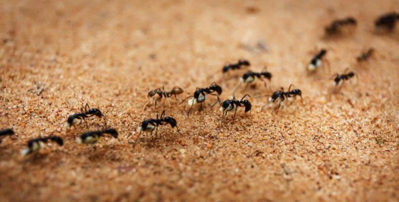 Τέσσερις φυσικοί τρόποι για να για να εξαφανίσετε τα μυρμήγκια