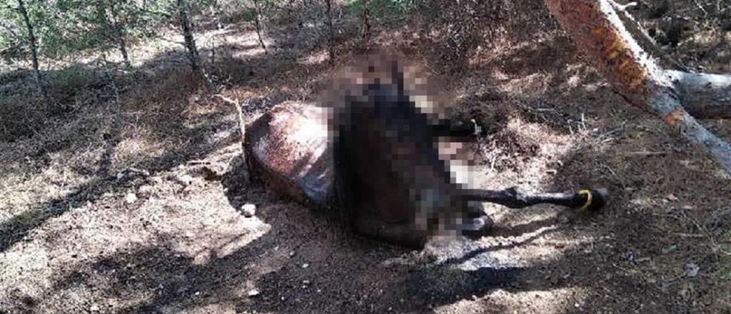 Λέσβος: Έδεσε το άλογό του με αλυσίδα και το άφησε να πεθάνει (σκληρή εικόνα)