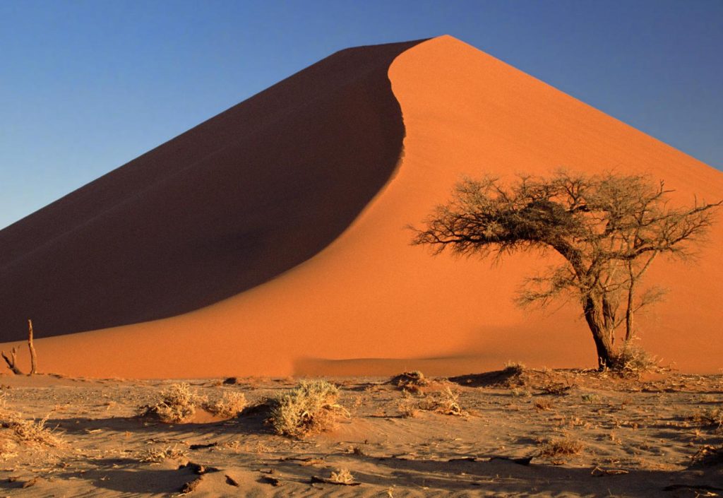 Η Σαουδική Αραβία έτοιμη να φυτέψει δέκα δισεκατομμύρια δέντρα στην επικράτειά της!