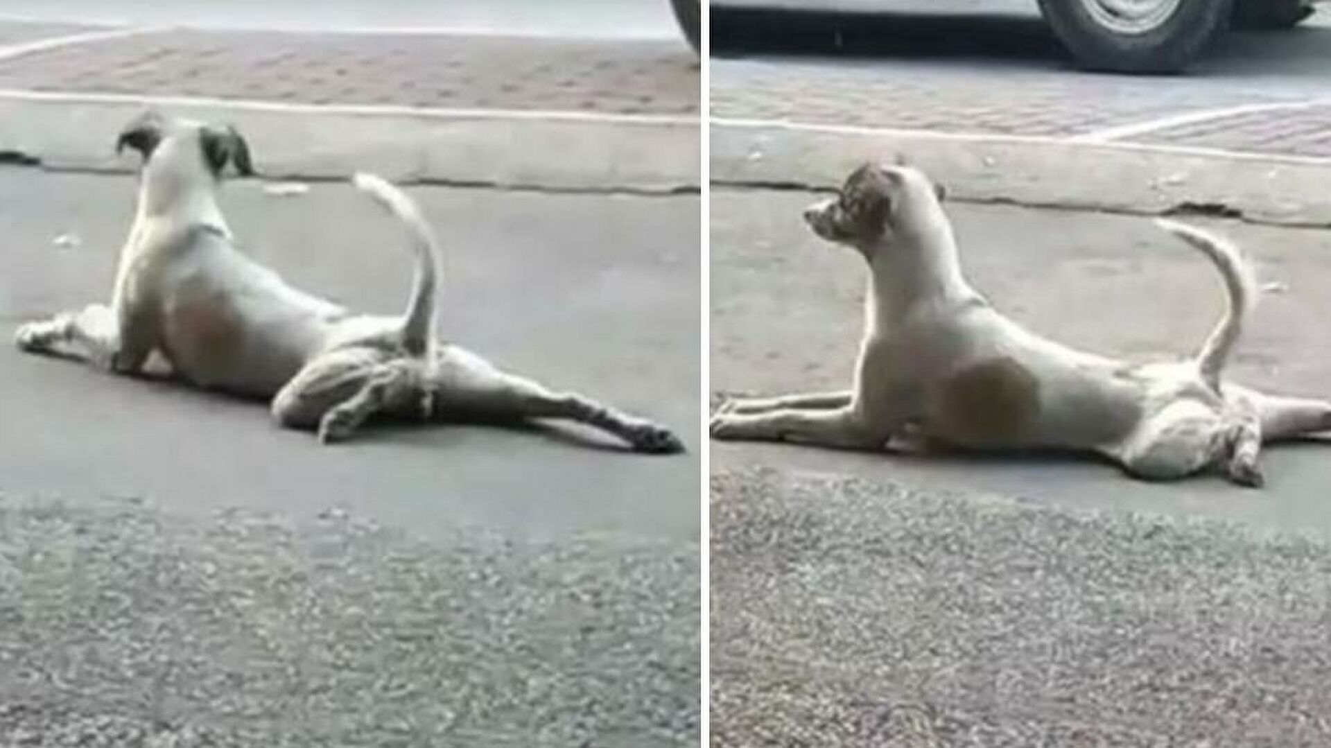 Πανέξυπνο αδέσποτο σκυλάκι ξεγέλασε τους πάντες παριστάνοντας πως είναι παράλυτο (βίντεο)