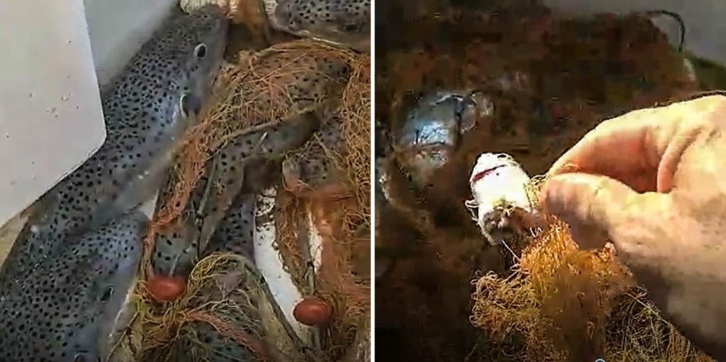 «Πονοκέφαλος» τα λαγόψαρα για τους Κρητικούς – Τρώνε το αλίευμα και καταστρέφουν τα δίχτυα του ψαρέματος (βίντεο)