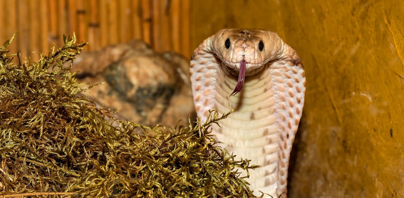 Εξιτήριο για τον 30χρονο που δαγκώθηκε από κόμπρα (βίντεο)
