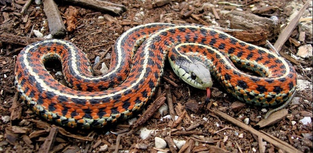 Έρευνα: Οι άνθρωποι θα μπορούσαν να γίνουν στο μέλλον δηλητηριώδεις όπως τα φίδια!