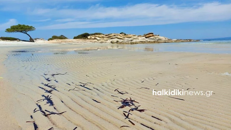 Χαλκιδική: «Εξαφανίστηκε» η θάλασσα στο Καρύδι λόγω άμπωτης (φωτο)
