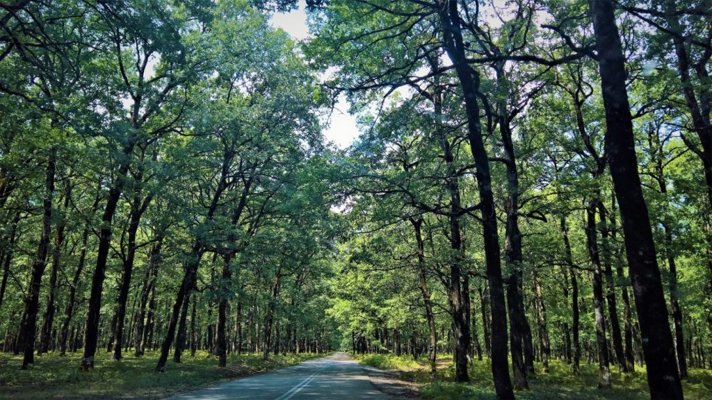 Με το μέγεθος της Ολλανδίας ισοδυναμεί η επιφάνεια των παρθένων και τροπικών δασών που καταστράφηκαν το 2020
