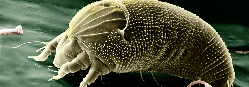 Ακάρεα: Πώς θα τα διώξετε από το στρώμα σας