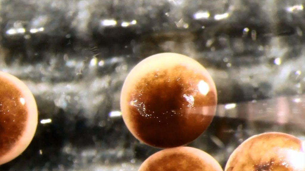 Επιστήμονες στις ΗΠΑ δημιούργησαν μια νέα γενιά «ζωντανών ρομπότ» Xenobot (βίντεο)