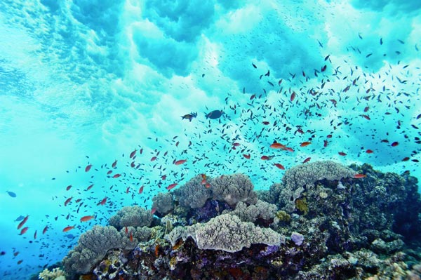 Θα σας «μαγέψουν»: Aυτές είναι οι καλύτερες τοποθεσίες του κόσμου για κατάδυση