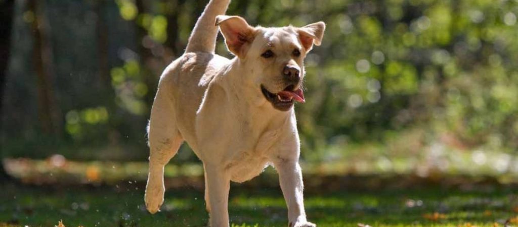 Κρήτη: «Άνθρωπος» βασάνισε και εκτέλεσε εν ψυχρώ με καραμπίνα κουτάβι (σκληρή εικόνα)