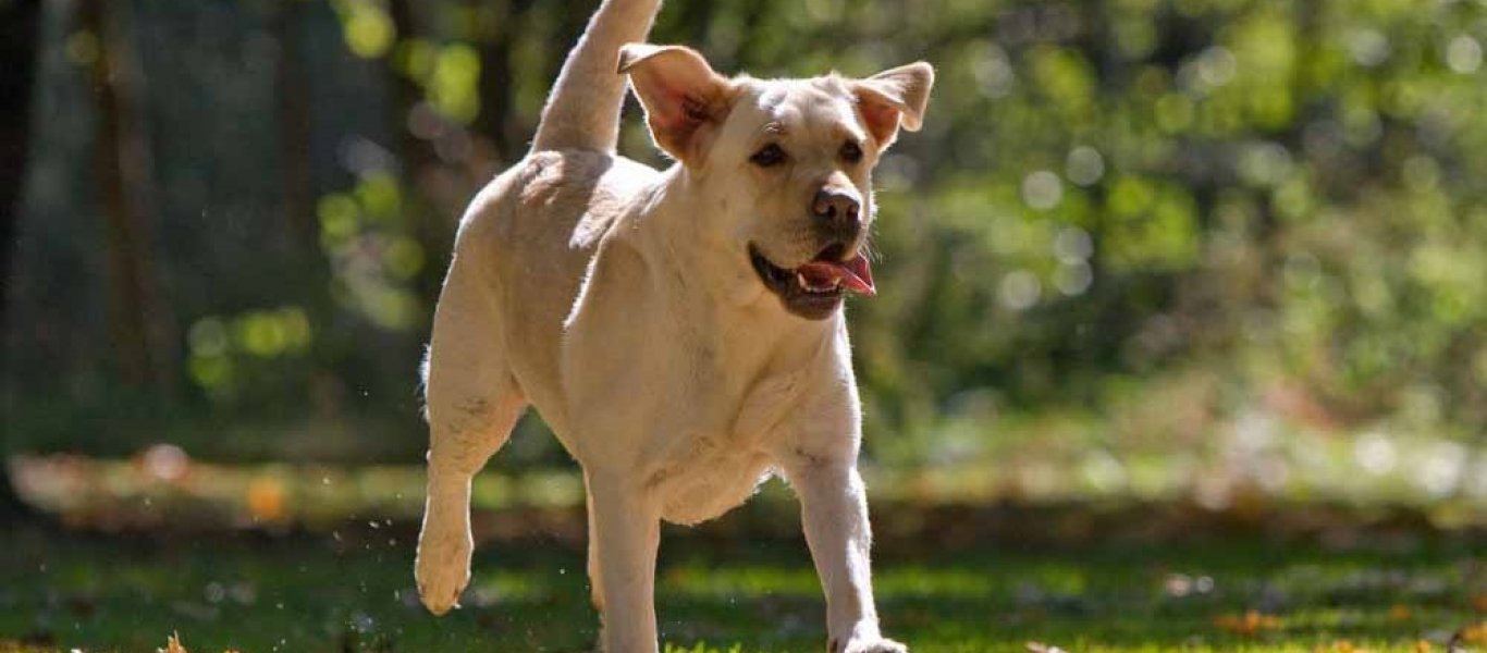 Κρήτη: «Άνθρωπος» βασάνισε και εκτέλεσε εν ψυχρώ με καραμπίνα κουτάβι (σκληρή εικόνα)