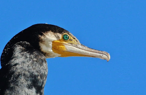 «Λευκός χρυσός»: Γιατί τα περιττώματα αυτών των πουλιών αξίζουν δισεκατομμύρια δολάρια;