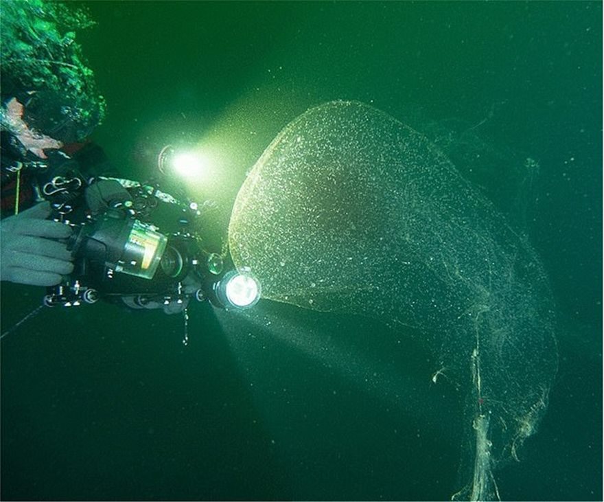 Συνεχίζεται τo μυστήριο με γιγαντιαίες μάζες στη θάλασσα που περιέχουν αβγά καλαμαριών στη Νορβηγία (φωτό)