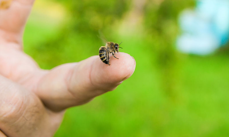 Άρτα: 75χρονος υπέστη αλλεργικό σοκ και ανακοπή από τσίμπημα μέλισσας