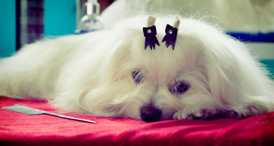 Για τους πιο πλούσιους ιδιοκτήτες: Αυτά είναι τα έξι πλουσιότερα ζώα στον κόσμο