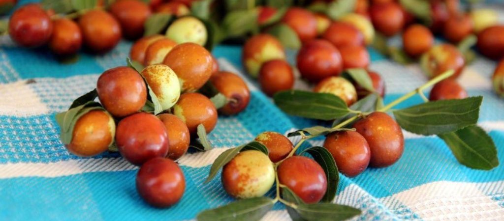 Καρπός τζιτζιφιάς: To νέο superfood που πρέπει να προσθέσεις στην διατροφή σου