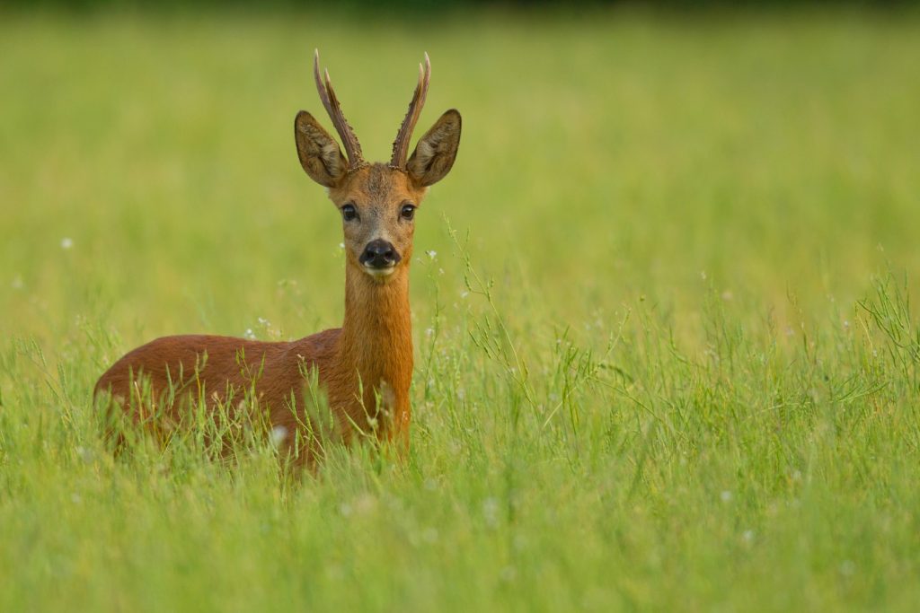 Καστοριά: Στήθηκε επιχείρηση διάσωσης για τραυματισμένο ζαρκάδι (βίντεο)