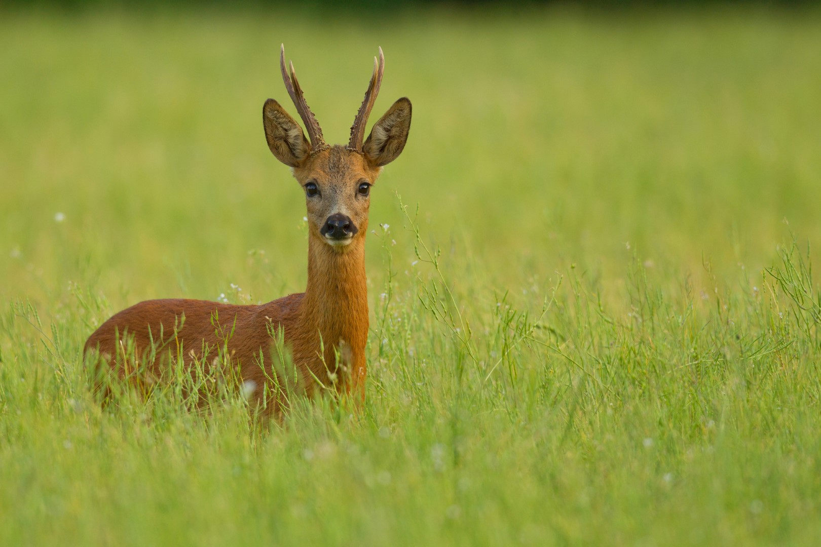 Καστοριά: Στήθηκε επιχείρηση διάσωσης για τραυματισμένο ζαρκάδι (βίντεο)