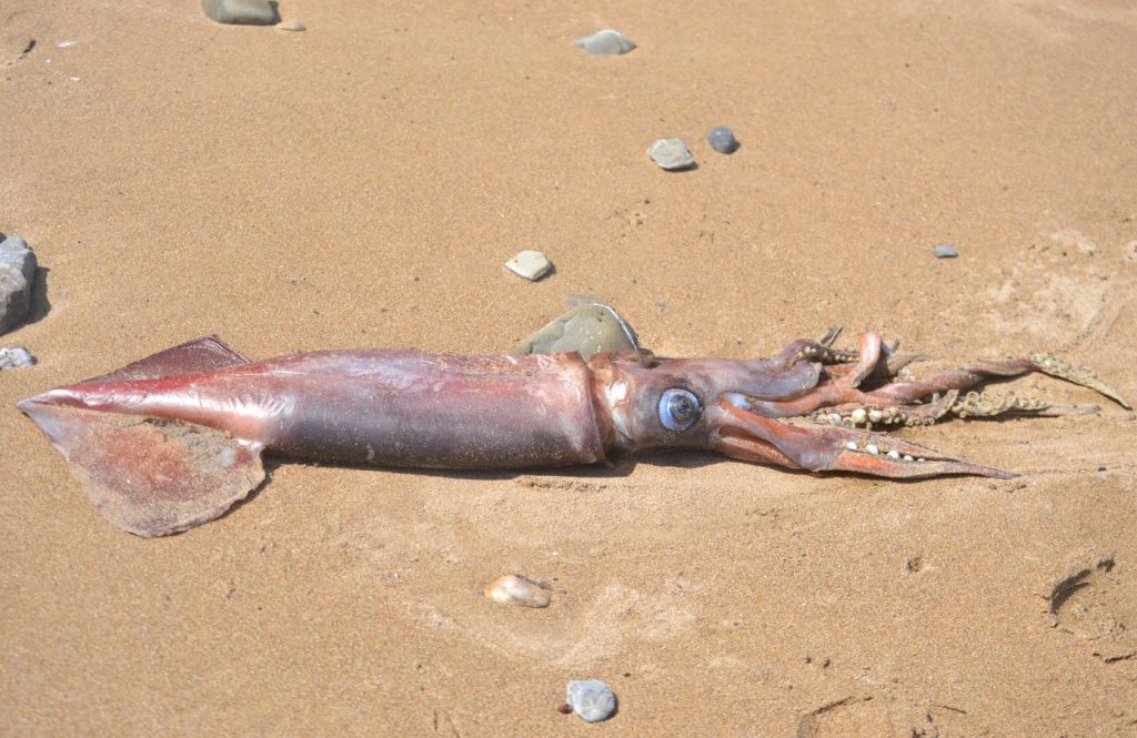 Χανιά: Ξεβράστηκε γιγάντιο καλαμάρι που ζυγίζει 12 κιλά! (φώτο-βίντεο)