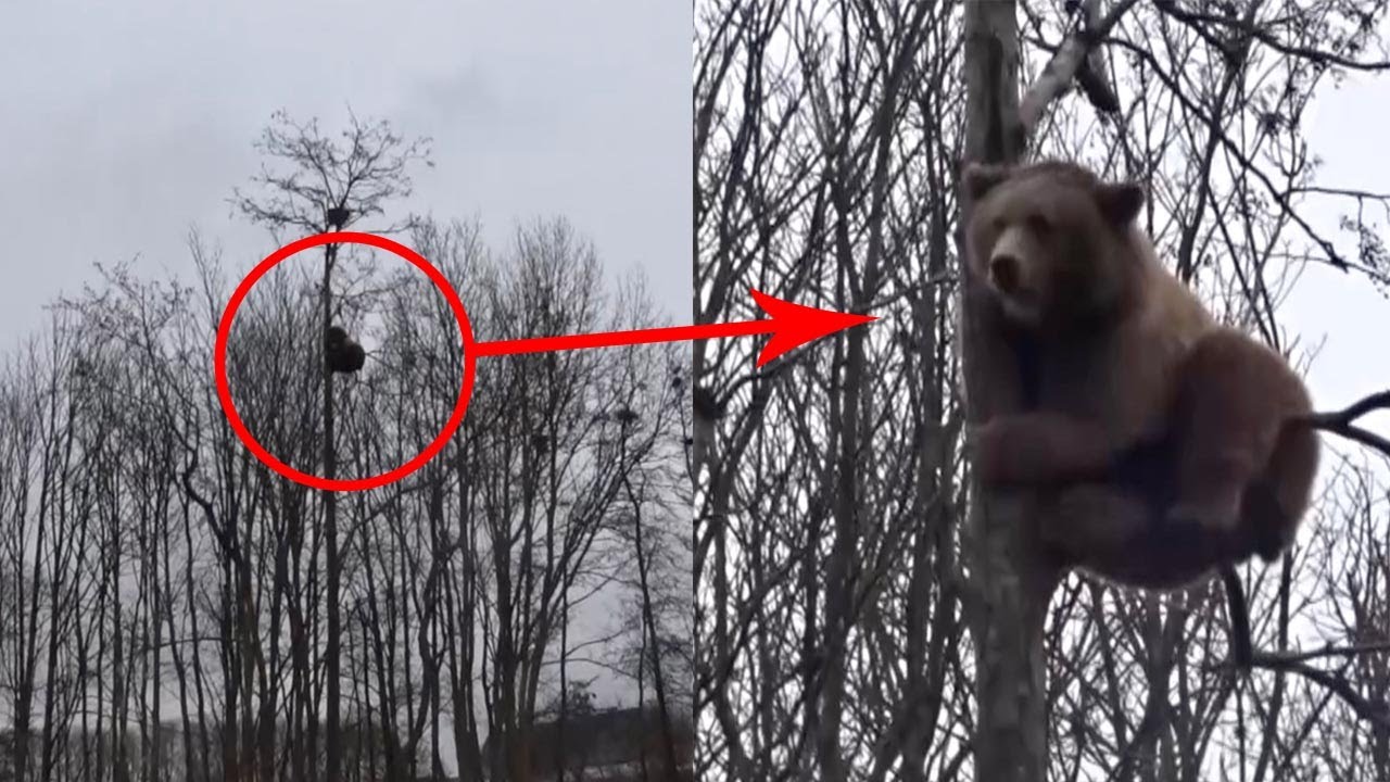 Αν σε κυνηγάει αρκούδα, μην ανέβεις σε δέντρο: Δες τη να ανεβαίνει στα 20 μέτρα (βίντεο)