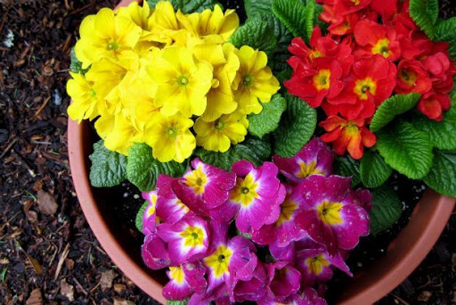 Αναζητώντας το «λουλούδι του Δαρβίνου» σε Ελλάδα και Ευρώπη