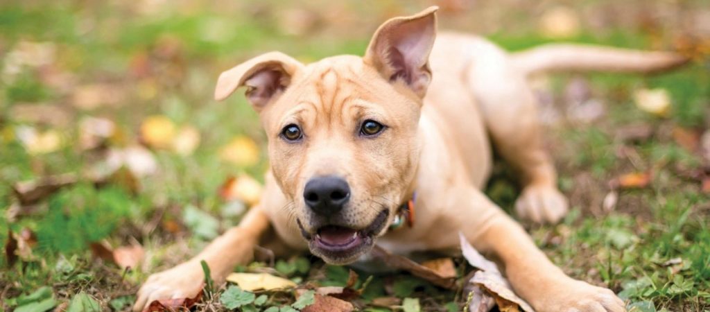 Κι όμως είναι αλήθεια: Ο σκύλος μπορεί να σας… ζηλεύει!