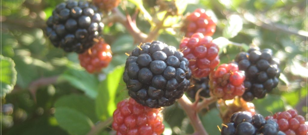 Βατόμουρα: 9 λόγοι για να τα εντάξετε στη διατροφή σας