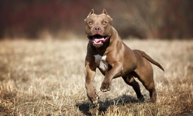 Αδέσποτο σκυλί στη Κόρινθο δάγκωσε 8χρονο στο πρόσωπο