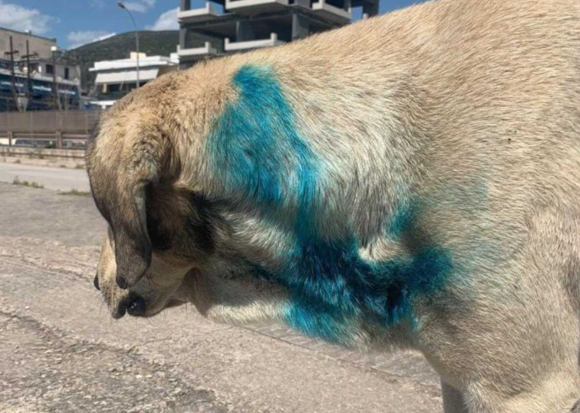 Ανθρωπόμορφοι στη Στυλίδα βασάνισαν αδέσποτο σκύλο βάφοντάς το μπλε (φωτο)